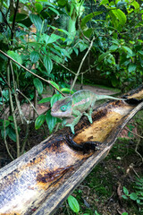 Madagascar chameleon
