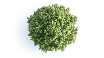 Overhead View of a Lush Tree Canopy