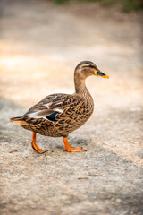 Pato
