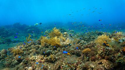 Algea and plant in the ocean. Underwater photo of colorful algea. From a scuba dive in Bali, Indonesia, Asia.