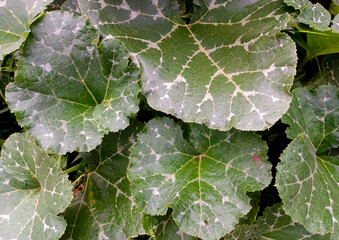 Pumpkin Vegetable Vine With Wide, Dark Green Leaves