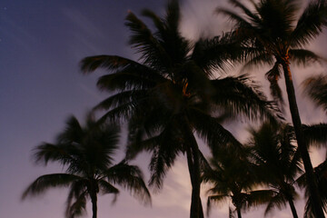Palm Trees at Sunset
