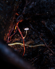 Macro mushroom