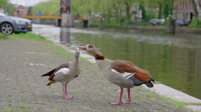 Two egyptian geese fighting and honking at each other, at the side of a canal, with houses, trees and a yellow bridge in the background, on an overcast spring day