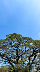 Wild tree in the morning