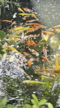 Koi fish swim in a pond with leaves in the foreground.
