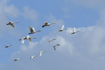 飛び立った白鳥と青空