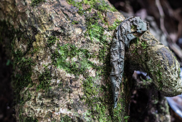 close up of mossy tree bark texture