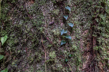 close up of mossy tree bark texture