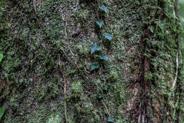 close up of mossy tree bark texture