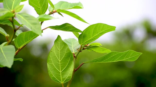 Ficus racemosa (the cluster fig, red river fig, gular, elo, loa, Ficus glomerata). Fig plant leaves