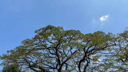 trees and sky