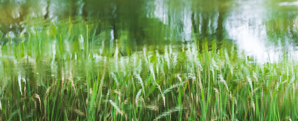 Green grass reflected on the surface of pond water. picturesque photo