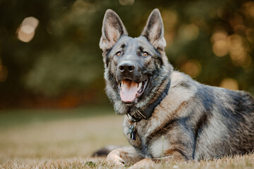 german shepherd dog