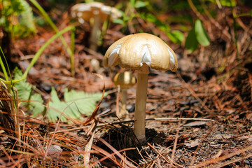 A type of mushroom in a pine forest on a famous hiking trail in Bidoup, Lam Dong, Vietnam