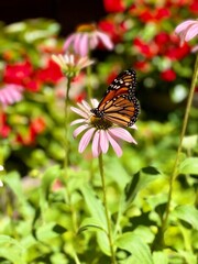 butterfly on flower