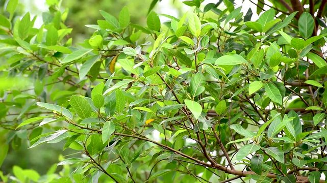 Ficus racemosa (the cluster fig, red river fig, gular, elo, loa, Ficus glomerata). Fig plant leaves