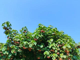 View of Dombeya flowers with the beauty of the blue sky. Dombeya flowers grow hanging on the tree 