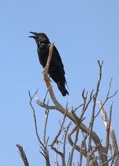 A Large Black Raven at Grand Canyon National Park
