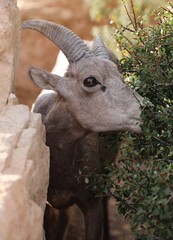 A young big horned sheep feeding at Grand Canyon National Park