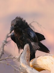 A Large Black Raven at Grand Canyon National Park