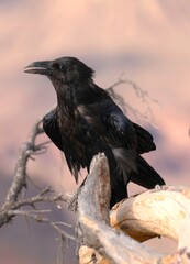 A Large Black Raven at Grand Canyon National Park