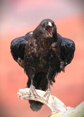 A Large Black Raven at Grand Canyon National Park