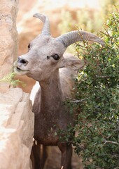 A young big horned sheep feeding at Grand Canyon National Park