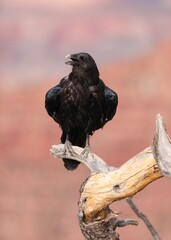 A Large Black Raven at Grand Canyon National Park