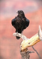 A Large Black Raven at Grand Canyon National Park