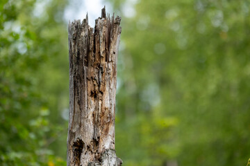 Dead Old Tree in Anchorage Alaska