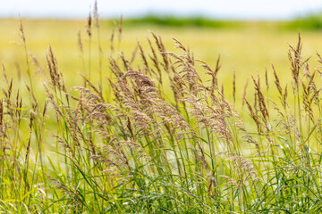 A windswept expanse of wild grasses stretches across the Alaskan landscape, their golden and green...