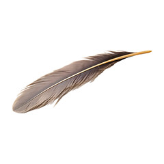feather isolated on a white background