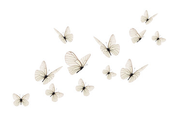 Set of white butterfly flying on white background.