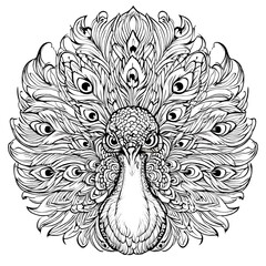 Obraz premium hand drawn illustration of a sketch of a peacock Intricate line art of a peacock with detailed feather patterns