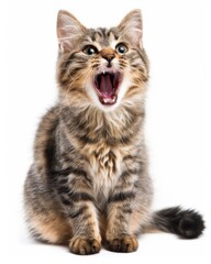 Obraz premium A cute tabby kitten with an open mouth looking up, isolated on white background. The kitten has fluffy fur and expressive eyes.