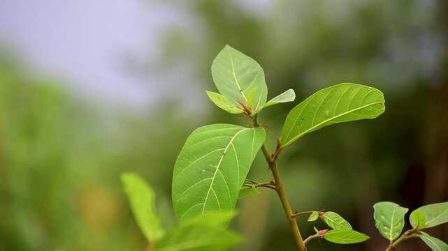 Ficus racemosa (the cluster fig, red river fig, gular, elo, loa, Ficus glomerata). Fig plant leaves