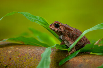 Obraz premium Asian common toad (Duttaphrynus melanostictus) on rusty metal water pipe system, with natural bokeh background