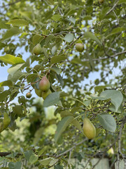 green pear fruits on a tree, on a sunny day, in summer. Ripening pear in the garden, cultivation and pests. Harvest