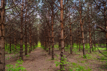 Rows of pine trees in dense forest. Natural outdoor environment with green foliage.