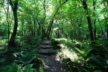 Obraz premium fine pathway in the refreshing sunlight