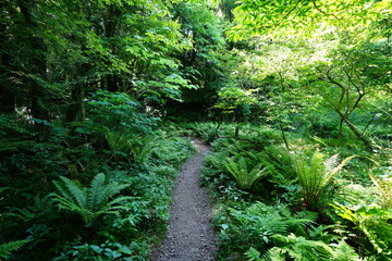 Fototapeta premium fine pathway in the refreshing sunlight