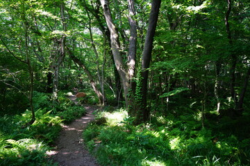 mossy old trees and pathway in spring forest
