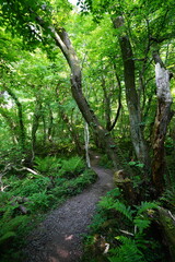 mossy old trees and pathway in spring forest
