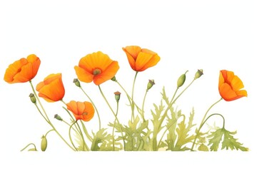 Naklejka premium California poppy watercolor border flower plant petal.