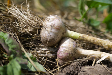 Fresh organic garlic bulbs harvested from a vegetable garden