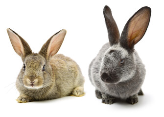 Obraz premium rabbits isolated on white background 
