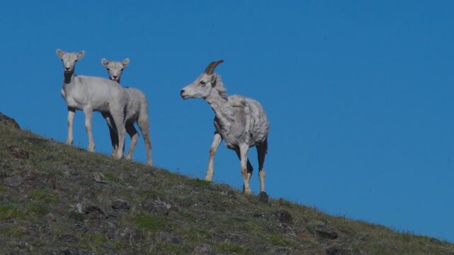 Mother Dall Sheep With Two Lambs On Mountain Against Blue Sky. Sheep Mountain In Kluane National Park, Yukon, Canada. low angle