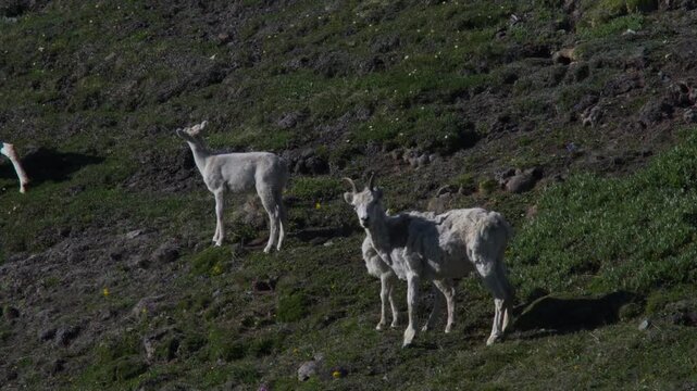 Dall Ewe And Lamb Looking At Camera. Dall Sheep At Sheep Mountain In Kluane National Park, Yukon, Canada. wide shot