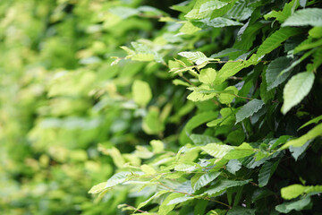 Bright leaves in summer blur
Morning. Bright morning. Environmental concept.